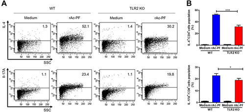 Figure 6 Comparison of the T cell activation on BMDC and naive T cell co-cultures by rAc-PF stimulation in WT and TLR2 KO mice. Immature BMDCs from WT and TLR2 KO mice were treated with rAc-PF for 24 h and then co-cultured with purified naive cells obtained from WT mice (A and B). After cocultivation, intracellular cytokines were analyzed using flow cytometry. (n = 3/group, three independent experiments, *; p < 0.05, ***; p < 0.001).