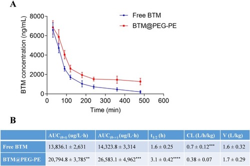 Figure 5 Pharmacokinetic profiles of free BTM and BTM@PEG-PE micelles after intravenous injection (N=5). (A) Plasma concentration-time curve of free BTM and BTM@PEG-PE micelles. (B) Pharmacokinetic parameters of free BTM and BTM@PEG-PE micelles. Each point represents the mean ± SD, **P<0.01, ***P<0.001, ****P<0.0001.