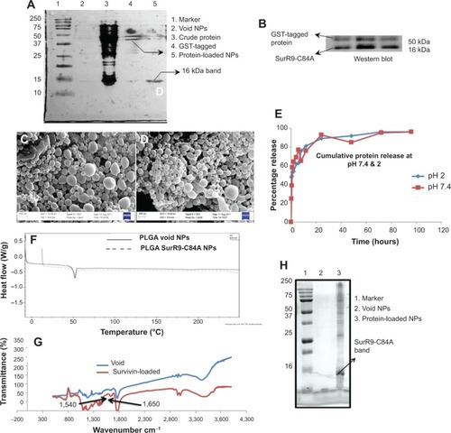 Figure 1 A–H Physicochemical characterization of SurR9-C84A loaded PLGA NPs.Notes: (A) Sodium dodecyl sulfate gel and (B) Western blot for SurR9-C84A purified using the glutathione agarose column. A concentration of 40 μg/mL of the protein was loaded in each well and run through 12.5% gel, and later transferred onto a polyvinylidene difluoride membrane for SurR9-C84A detection. (C) Scanning electron microscopy images of the void and (D) SurR9-C84A-loaded PLGA NPs. (E) In vitro release of SurR9-C84A from the PLGA NPs at pH 2 and 7.4, representing the acidic and neutral pH ranges that the NPs would encounter. The protein release reached saturation in 3 days at both pH ranges. (F) Differential scanning calorimetry curve for the void and SurR9-C84A-loaded PLGA NPs. A temperature range of 0°C–250°C was used with a heat-flow increment of 10°C/minute. An endothermic peak was observed at 52°C, with no detectable changes comparatively between the void and protein-loaded NPs, inferring the amorphous nature of the protein upon encapsulation in the NPs. (G) Fourier-transform infrared spectra for the void and protein-loaded NPs. The peaks observed in the range of 1,650 cm−1 and 1,540 cm−1 corresponded to the amide I and II bands, respectively, inferring protein integrity and encapsulation. (H) The marker, void, and SurR9-C84A-loaded NPs were run through a 12.5% gel at 200 V. A protein concentration of 40 μg/mL was loaded for the detection of SurR9-C84A in the NPs. Presence of a 16 kDa band indicated both the successful encapsulation of the protein and its structural integrity.Abbreviations: PLGA, poly(lactic-co-glycolic acid); NPs, nanoparticles; GST, glutathione S-transferase.