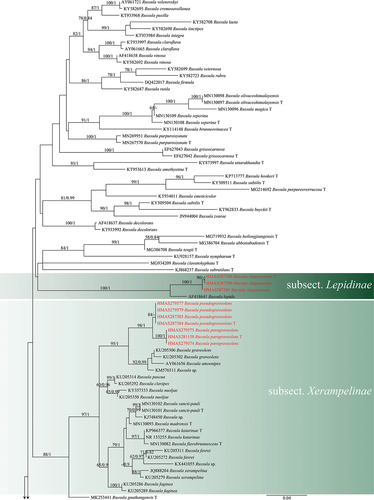 Figure 1. Maximum likelihood tree of subgen. Russula crown clade based on ITS sequences, bootstrap values higher than 70% were displayed around nodes. Accession numbers of the four species are shown in red. “T” refers to a type specimen.