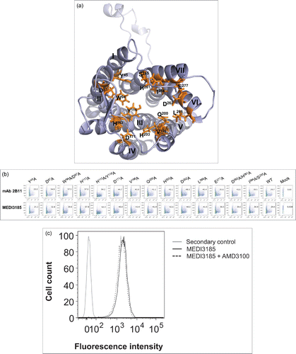 Figure 3. (a) Three-dimensional representation of human CXCR4 (PDB ID number 3ODU).Citation40 Residues in transmembrane helices whose side chains contribute to the ligand-binding pocket are shown in orange sticks. (b) Binding of MEDI3185 to ligand-binding pocket CXCR4 variants by FACS. CXCR4 expression was monitored using mAb 2B11. The y axis represents side scatter characteristics, while the x axis represents the mean fluorescence intensity (MFI). (c) Competition binding between MEDI3185 and AMD3100. Binding of MEDI3185 to Jurkat cells was not affected in the presence of 10 μM AMD3100.