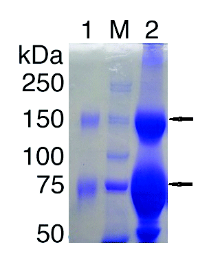 Figure 3. SDS-PAGE of camel IgG from DEAE-Sepharose CL-6B column. This electrophoresis was performed on 7.5% acrylamide gels under non-reducing conditions. Lane1, peak number 1 from DEAE-Sepharose CL-6B; M, molecular weight marker; lane2, 25% ammonium sulfate precipitate. The upper and lower arrows correspond to 150 and 75 kDa bands respectively.