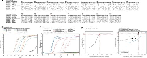 Figure 2. R203M primer screening, and the analytical specificity and detection limit of the two sets of RT-LAMP primers. (A) Primer sequence comparisons for six viruses (SARS-CoV, MERS-CoV, Bat SARA CoV HKU3, H1N1, Influenza B, HPIV-1 and HRV-A66) The red “T” in the LF of the R203M primer set is the mutation site of R203M. (B) Selection of loop primers in the mutant primer set. The selected LF4 shows the best distinguishing effect for R203M. (C) The analytical specificity analyses of RT-LAMP. Numbers 1–4: the amplified curve of the R203M, R203K/G204R, T205I mutant-containing template and wild template using the conserved primer set. Numbers 5–8: the amplified curve of the R203M, R203K/G204R, T205I mutant-containing template and wild template using the R203M primer set. Numbers 9–20 indicate RT-LAMP reactions using the conserved primer set for detecting 12 pathogenic plasmids consecutively (SARS-CoV, MERS-CoV, H1N1/H3N2 of influenza A viruses, influenza B viruses, MP, EV-U/71, HPIV-1/2/3, AdV-B/E, CA16, Cpn, RSV and HCMV). Numbers 21–32 refer to RT-LAMP reactions using the R203M primer set for these 12 pathogens. Numbers 33 and 34 were DEPC H2O (negative control) with the conserved primer set and the R203M primer set, respectively. The RT-LAMP assay did not cross-react with other human-pathogenic coronaviruses and common viral pathogens. (D) The 95% limits of detection (LOD95) of the RT-LAMP. The nucleic acid concentration was determined from 2000 copies/reaction to 7.83 copies/reaction. The LOD95 of the conserved region primer set (left) and the LOD95 of the R203M primer set (right). A probit regression model was used to estimate the LOD95. A cycle threshold value of less than 55 was defined as positive.