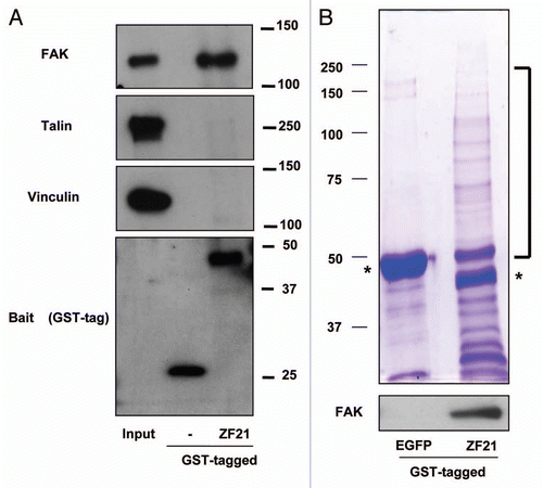 Figure 1 Analysis of proteins associating with ZF21. (A) ZF21 fused to GST was used to pull down proteins from whole cell lysates of HeLa cells as described previously.Citation9 Proteins specifically bound to GST-ZF21 were analyzed by western blot using antibodies against the indicated proteins (FAK, talin, vinculin or GST). (B) The proteins pulled down using GST-ZF21 or GST-EGFP were subjected to SDS-PAGE and stained with Coomassie Brilliant Blue R-250. The protein bands that appeared to bind specifically to GST-ZF21 but not to GST-EGFP were cut out and these bands were subjected to in-gel digestion with trypsin and analyzed by LC/MS. Controls were the corresponding gel fragments in GST-EGFP column. Asterisks indicate GST-EGFP and GST-ZF21 proteins.