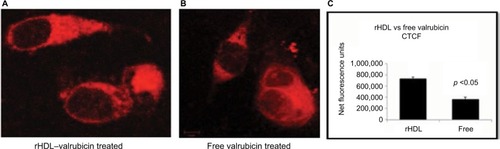 Figure 6 Confocal microscopey images of valrubicin treated MDA-MB-231 cells.