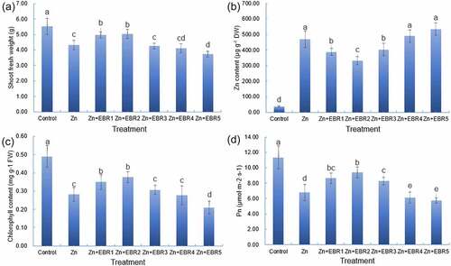 Figure 1. Effect of different EBR treatments on the shoot growth (a), Zn accumulation (b), the chlorophyll level (c), and Pn (d) in watermelon seedlings under Zn stress. The data is the average ± SD of three replicates displayed by the vertical error bar. Different letters in each line indicate that there is a significant difference between them (P ≤ 0.05) conducted by one-way analysis of variance (ANOVA) and the Least Significance Difference (LSD) test. Plants were subjected to Zn and EBR-free nutrient solution (Control), or subjected to Zn, Zn+EBR1, Zn+EBR2, Zn+EBR3, Zn+EBR4, Zn+EBR5, that means 5.0 mM Zn with different concentration of EBR (0, 0.025, 0.05, 0.10, 0.20, or 0.50 μM EBR, respectively).