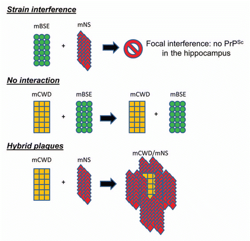 Figure 1 This schematic depicts interactions that have occurred in the brain among distinct prion strains as reported in reference Citation41.