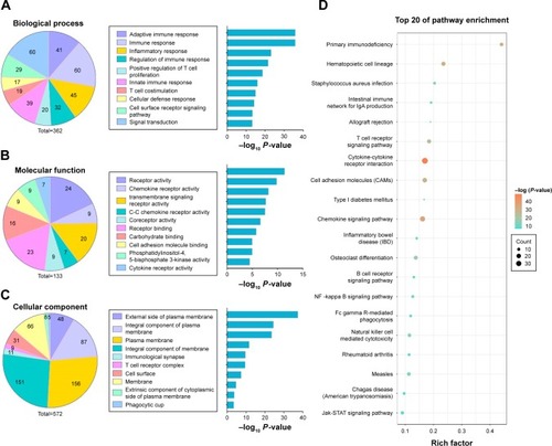 Figure 5 Gene Ontology and pathway analysis of protein-coding genes correlated with prognostic lncRNAs in the signature.