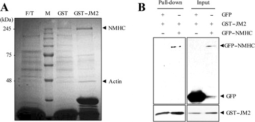 Figure 5. JM2 domain interacts with nonmuscle myosin II (NMHC). (A) After chromatography of mouse liver lysates on sepharose beads bound to the GST or GST-JM2 protein, eluted proteins were visualized by silver staining. The major binding proteins were analyzed by MALDI-TOF mass spectrometry. The results of mass spectrometry are indicated to the right of the panel. (B) HEK 293T cells were transfected with either GFP or GFP-tagged nonmuscle myosin II. Total cell lysates were incubated with GST-JM2 protein for 4 h. The pull-down proteins with glutathione sepharose 4B were resolved on SDS-PAGE and analyzed with anti-GFP antibody. These results showed that JM2 domain of DDR2 specifically and directly interacts with myosin.