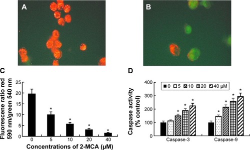 Figure 5 2-MCA induced apoptosis through the mitochondrial pathway in SK-Hep-1 cells.