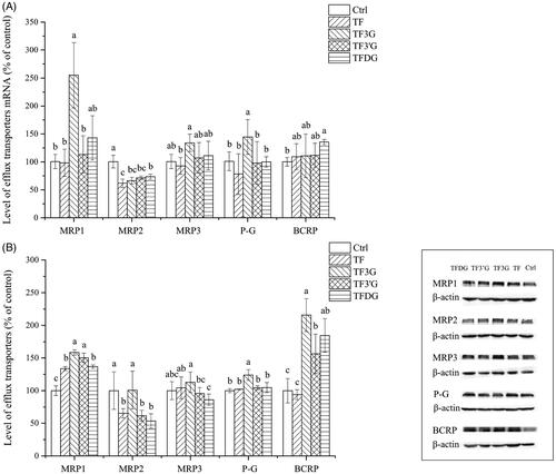 Figure 4. Effects of different theaflavin monomers on the mRNA and protein levels of MRP1, MRP2, MRP3, P-gp and BCRP in Caco-2 cells. (A) Effect of theaflavins on mRNA levels of efflux transporters. (B) Effect of theaflavins on protein levels of efflux transporters. Ctrl: Caco-2 cells were incubated with HBSS; TF, TF3G, TF3’G and TFDG: Caco-2 cells were incubated with TF, TF3G, TF3’G and TFDG. Results are expressed as means ± SD (N = 3). Different small letters indicate significant difference between different treatments at p<.05.