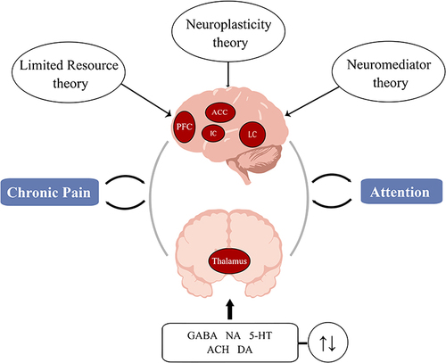 Figure 1 Potential Neural Mechanisms of Comorbid Attention Deficits in Pain. Changes in cognitive resource redistribution, neurotransmitters, and neuroplasticity may underlie the comorbid neural basis of the interaction between pain and attention deficit. Created by figdraw.