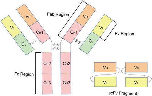 Figure 1. Topology of monoclonal antibody and the scFv fragment.