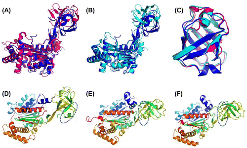 Fig. 8. Structural Comparison of the N-terminal domains of human ubiquitin E1 with Its Yeast Homologs.Notes: (A and B) Superimposed N-terminal domains of human ubiquitinE1 (colored blue) with S. cerevisiae Uba1 1-424 (PDB ID: 3CMM, colored pink) and S. pombe Uba1 1-392 (PDB ID: 4II2, colored cyans). (C) Superimposed FCCH domains from human ubiquitin E1 and yeast Uba1 (the same color with A and B). (D, E, and F) The relative position of human, S. cerevisiae and S. pombe ubiquitin E1 FCCH domains with the IAD, the encircled region is the ubiquitin-binding surface.