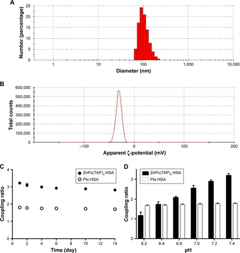 Figure 2 Characterization of NP–ZnPc(TAP)4–Ptx.Notes: (A) Particle size of NP–ZnPc(TAP)4–Ptx detected using DLS: average 107 nm. (B) The ζ-potential was measured by DLS: average –28 mV. The coupling ratio was defined by the ratio of ZnPc(TAP)4 concentration, Ptx concentration, and HSA concentration in the complex NP–ZnPc(TAP)4–Ptx. (C) NP–ZnPc(TAP)4–Ptx was stored in PBS with pH 7.4 for 14 days. Coupling ratios of ZnPc(TAP)4:HSA and Ptx:HSA barely changed, which showed the stability of the complex. (D) The coupling ratio of Ptx:HSA was almost unchanged at any pH. The reduced coupling ratio of ZnPc(TAP)4:HSA followed by pH decrease showed that ZnPc(TAP)4 molecules had escaped from HSA NPs.Abbreviations: ZnPc, zinc phthalocyanine; DLS, dynamic light scattering; Ptx, paclitaxel; HSA, human serum albumin.