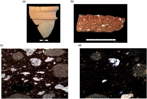 Figure 4 Imported pottery from the settlement at Heit el-Ghurab, Giza: petrography Group 1 — Iron-rich, calcareous with chert, Fabric P200. Exemplar — Sample 4, Combed krater rim (HeG Reg. 69608), square 4-E21, unit 21384, bakery, Gallery Complex, late 4th Dynasty.a. HeG Reg. 69608 (photo A. Wodzińska).b. Sherd fracture (photo J. Quinlan).c. Thin-section at plane-polarized light (PPL), 100x magnification (micrograph M. Ownby).d. Thin-section at cross-polarized light (XPL), 100x magnification (micrograph M. Ownby).Thin-sections show decomposing limestone as light brown inclusions, quartz as white inclusion, shale fragment as black inclusion.