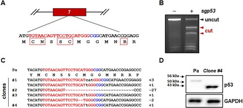 Figure 1. Cas9-mediated p53 gene targeting in primary skin fibroblasts isolated from a common marmoset monkey. (A) Schematic representation of the p53-specific sgRNA on exon 7. Target and PAM sequences are denoted by red and blue colors, respectively. Dotted boxes indicate the amino acids critical for the DNA-binding function of p53 protein as a transcription factor. (B) Endonuclease activity induced by p53-specific sgRNA (sgp53). After infection with lentivirus expressing both Cas9 and p53-specific sgRNA, Cas9-induced indel mutations was examined using genomic DNA samples from parental primary skin fibroblasts (−) and puromycin-selected cells (+) by T7E1 assay. (C) Mutated p53 sequences observed in the mutant cell clones. − denotes deleted nucleotides; sequences in lower case denote nucleotide insertions. (D) Western blot analysis of p53 proteins in primary skin fibroblasts (parental; Pa) and p53-/- skin fibroblasts (clone #4 in c).