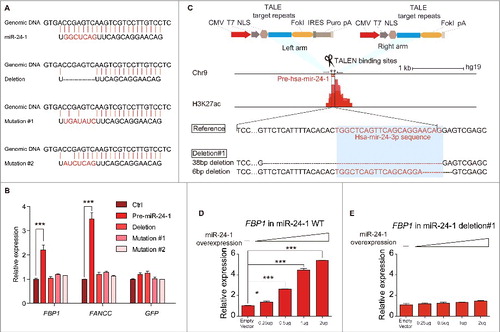 Figure 3. miRNA mediated transcriptional gene activation requires the intact miRNA and its targeted enhancer. (A) Sequences of miR-24-1 and its mutants. (B) Analysis of HEK293T transfected with wild-type and mutant miR-24-1 by real-time RT-qPCR. GFP is used to normalize the transfection efficiency. (C) Schematic representation of the TALEN constructs targeting to the miRNA site in the enhancer locus (red, ChIP-seq track). TALENs were designed for pairwise heterodimeric binding to indicated target sequences (blue box) and the sketch map shows the reference sequence and miR-24-1 deletion#1 sequence. (D-E) miR-24-1 deletion#1 abolished neighboring gene activation. Different expression level of miR-24-1 did not up-regulate FBP1 expression in miR-24-1 deletion#1. The trigon represents the miRNA expression level from low to high. All values are normalized to GAPDH and error bars show mean ± SEM for 3 technical replicates. *P < 0.05, **P < 0.01, ***P < 0.001 by 2-tailed student's t-test. See also Fig. S3.