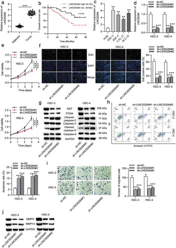 Figure 1. LINC00284 knockdown suppressed cell proliferation and migration but repressed cell apoptosis in OSCC. (a) LINC00284 expression in 40 pairs of OSCC tissues and normal tissues was examined by RT-qPCR. (b) Kaplan-Meier survival analysis of OSCC patients based on the LINC00284 levels. RT-qPCR analysis of LINC00284 expression in OSCC cell lines and normal oral keratinocyte cell line. (d) The transfection efficiency of sh-LINC00284#1/2 in HSC-3 and HSC-4 cells was tested by RT-qPCR analysis. (e) Cell viability in OSCC after silencing LINC00284 was assessed by CCK-8 assay at post-transfection of day 0, 1, 2, 3, and 4. (f) The effect of silenced LINC00284 on cell proliferation was determined by EdU assay. (g) Western blot analysis was used to measure the levels of proliferation and apoptosis-related protein in OSCC cells after silencing LINC00284. (h) Flow cytometry analysis was performed to evaluate the apoptotic rate of OSCC cells after LINC00284 knockdown. (i) The migratory ability of OSCC cells after LINC00284 downregulation was detected by Transwell assay. (j) Western blot analysis was performed to measure the levels of migration-related protein in OSCC cells after silencing LINC00284. **P < .01, ***P < .001