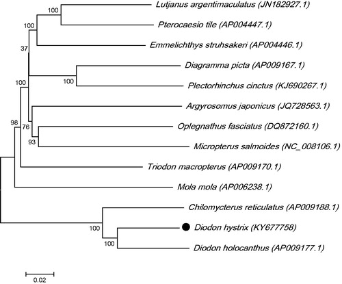 Figure 1. The ML phylogenetic tree of Tetraodontiformes. Numbers on each node are bootstrap values of 100 replicates.