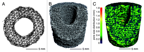 Figure 2. (A) Single embroidered scaffold designed for the reconstruction of large bone defects with a thickness of 1 mm and an outer diameter of 19 mm. The inner diameter of 10 mm provides space for an intramedullary nail. The triaxial structure had a stitch length of 1.4 mm and a mesh spacing of 1.2 mm. (B) The 3-dimensional reconstruction of the µCT analysis (Scanco vivaCT 75 system) of a 3 cm stack consisting of 30 single scaffolds shows an open porosity of 87%. (C) The analysis of the pore size distribution (Scanco vivaCT 75 system) shows homogeneously interconnected pores ranging between 0.1–0.8 mm distributed over the whole stack.