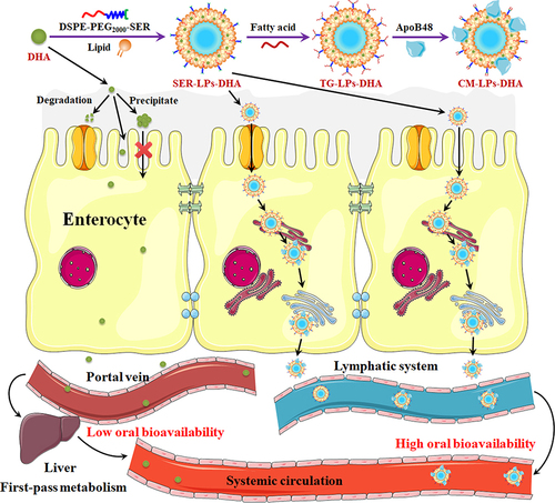 Figure 1 Schematic illustration of the construction process of CM-LPs-DHA and the lymphatic transport process of SER-LPs-DHA in enterocytes.