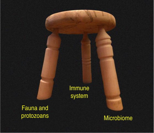 Fig. 1 The three-legged stool analogy. The ecosystem of the human body is stabilized by immune function in concert with distinct and independent components of the biome. In this model, protozoans are placed with the fauna rather than the microbiome because (a) they exert some of the same effects on the immune system as the fauna, and (b) they are not normally considered in most modern studies of the microbiome, being virtually eliminated from the human biome by Western culture. Loss or substantial alteration of any one leg has the potential to destabilize the entire system, although current evidence suggests that the fauna/protozoan leg exists naturally without requirements for specific species. That is, the fauna/protozoan leg is highly variable in the human population in terms of its species composition, although the complete absence of this leg apparently has very detrimental consequences for the ecosystem as a whole (Citation46). The microbiome leg, in contrast, contains many species that are required for normal function, whereas other species may vary from individual to individual depending on diet and other factors. The three-legged stool in the photograph was designed and created by Kim Turk.