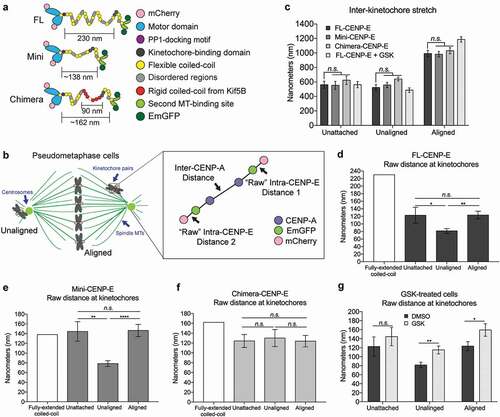 Figure 2. Differential features of CENP-E’s coiled-coil domain and motor domain activity mediate the structural rearrangement of CENP-E. (a) Illustration (not drawn to scale) of transgenes used for CENP-E structural rearrangement analysis at the kinetochore. (b) Illustration (not drawn to scale) of pseudo-metaphase cells depicting unaligned and aligned kinetochores used to analyze the inter-kinetochore distance of CENP-A and intra-kinetochore distance between CENP-E motor and tail domains. (c) Inhibition of CENP-E motility does not affect inter-kinetochore stretch (tension). Quantification (mean ± SD of three independent experiments) of the inter-CENP-A distance at unattached kinetochores in nocodazole treated cells and bi-oriented kinetochores (aligned) and unaligned kinetochores in pseudo-metaphase cells (Unattached, FL: n = 15, Mini: n = 15, and Chimera: n = 16; Unaligned DMSO, FL: n = 36, Mini: n = 33, Chimera: n = 32, and GSK: n = 33; and Aligned DMSO, FL: n = 33, Mini: n = 30, Chimera n = 33; and GSK: n = 36). Two-way ANOVA followed by a Tukey’s multiple comparisons test was used to compare the means (n.s., not significant). (d-f) Both the length and the flexibility of the coiled-coil domain affect CENP-E conformation at the kinetochore in response to different microtubule attachment status. Bar graph (mean ± SEM of three independent experiments) showing the predicted distance (white) along with the measured distance between N-terminal mCherry and C-terminal EmGFP tags (intra-CENP-E) on a single kinetochore in cells expressing (d) FL-, (e) Mini- and (f) Chimera-CENP-E constructs as indicated. In (d), unattached: n = 30, unaligned: n = 72, and aligned: n = 66. In (e), unattached: n = 30, unaligned: n = 66, and aligned: n = 60. In (f), unattached: n = 32, unaligned: n = 66, and aligned: n = 66. One-way ANOVA followed by a Tukey’s multiple comparisons test was used to compare the means (* p < 0.05, ** p < 0.01, **** p < 0.0001, and n.s., not significant). (g) CENP-E motor activity triggers CENP-E conformational changes upon microtubules capture. Bar graph (mean ± SEM of three independent experiments) showing the distance between CENP-E motor domain and tail domain at unattached, unaligned and aligned kinetochores of cells treated with DMSO or GSK923295 (GSK) (Unattached kinetochores, DMSO: n = 30 and GSK: n = 32; unaligned kinetochores, DMSO: n = 72 and GSK: n = 78; and aligned kinetochores, DMSO: n = 66 and GSK: n = 72). An unpaired t test was used to compare the means (* p < 0.05, ** p < 0.01, and n.s., not significant).