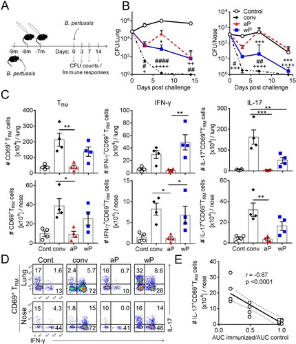 Figure 4. Sustained protective immunity against nasal colonization induced by previous infection or immunization with a wP vaccine correlates with the induction of TRM cells. (a) Schematic of immunization and challenge protocol. C57BL/6 mice were either aerosol infected with B. pertussis (conv), or immunized with 1/50 human dose of aP (Boostrix) or wP (NIBSC) twice at an interval of 4 weeks. Seven months after clearance of primary infection or after the 2nd immunization, the animals were aerosol challenged with B. pertussis. (b) CFUs in lung and nasal tissue homogenates were determined 3, 7, and 14 days post challenge. Results are mean ± SEM n = 4 mice per group per time-point. *p < .05, ***p < .001 aP versus wP; #p < .05, ##p < .01, ####p < .0001 wP versus conv; ++p < .01, +++p < .001, ++++p < .0001 aP versus conv by two-way ANOVA with the Tukey’s post-test. (c) Seven days post challenge, lymphocytes from the lungs and nasal tissue were prepared by digestion. Prior to euthanasia, the animals were i.v. injected with fluorochrome-coupled CD45 antibody to allow the discrimination of tissue-resident and circulating cells. Results are mean ± SEM (n = 4 mice) absolute numbers of CD69+CD4+ TRM cells (left graphs), IFN-γ-producing CD69+ CD4+ TRM cells (middle graphs) and IL-17-producing CD69+CD4+ TRM cells (right graphs) in the lung (top) or nasal tissue (bottom). *p < .05, **p < .01, ***p < .001 by one-way ANOVA with the Tukey’s post-test, only significant differences between experimental groups are indicated. (d) Representative plots showing secretion of IFN-γ and IL-17 by CD45iv–CD44+CD62L–CD69+CD4+ T cells. (e) Correlation between protection against nasal colonization and the absolute number of IL-17-producing CD69+CD4+ TRM cells in that tissue for the corresponding mouse. Protection was expressed as a ratio of the area under the curve (AUC) of bacterial clearance (day 0–14) after challenge of immunized versus the AUC for control unimmunized mice, as previously described [Citation45]. Dotted lines indicate 95% confidence bands of the best fit line.