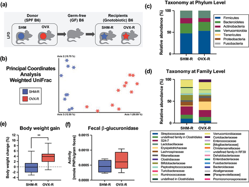 Figure 4. Gut microbiota and weight gain of gnotobiotic mice (R) colonized with fecal samples obtained from ovariectomized (OVX) or sham-operated (SHM) donor C57BL/6J mice fed a low-fat diet. Fecal microbiota transplantation (FMT) was performed by transplanting the gut microbiome from conventionally-raised OVX or SHM C57BL/6J (B6) mice fed the LFD into the germ-free (GF) recipients (a). The gut microbiota samples obtained from the HFD-fed donors were not used in the FMT study due the lack of distinct clustering of the gut microbiota based on treatment groups. Weighted UniFrac principal coordinates analysis (PCoA) plots (b), taxonomic classification at the phylum (c) and family (d) level of cecal microbiota, body weight gain (e) and the fecal β-glucuronidase activity (f) 4-week post-colonization at euthanasia (n=11–13/group).