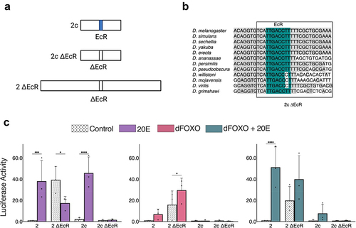 Figure 4. Evidence for long-distance repression by ecdysone receptor of distal dFOXO activated segment of enhancer 2. a) Site-directed mutagenesis to delete EcR binding site localized at enhancer 2c. Deletions were made on the full enhancer 2 and 300 bp fragment 2c. b) Evolutionarily conserved EcR binding site throughout 12 Drosophila species. c) Effects of deletion of EcR binding motif on 2c and full-length enhancer 2 upon treatment with 20E, dFOXO, or dFOXO + 20E. Normalized to the enhancer 2 control.