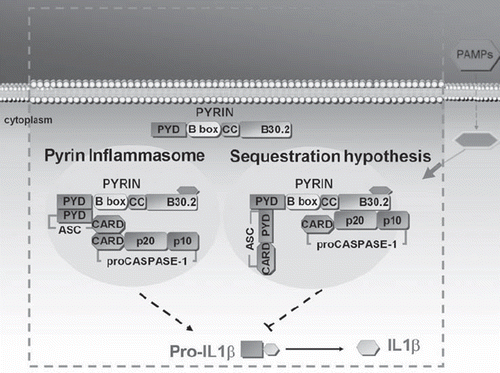 Figure 1. Proposed mechanisms of pyrin action in FMF. Pyrin inflammasome hypothesis: Pyrin can assemble the ‘inflammasome’ complex through pyrin–pyrin domain interaction with ASC, resulting in activation of caspase-1. Sequestration hypothesis: Pyrin has an inhibitory effect on caspase-1-mediated activation of IL-1β by competitive binding of ASC, as well as caspase-1. (PAMPs = pathogen-associated molecular patterns; PYD = pyrin domain; B-box = B-box zinc finger; CC = coiled-coiled region; ASC = apoptosis-associated speck-like protein containing a CARD; CARD = caspase recruitment domain; IL = interleukin).