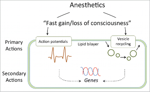 Figure 1. Fast loss and gain of consciousness after exposure and removal of anesthetics is based on primary processes linked to the plasma membrane (ion fluxes, electric activities, endocytic vesicle recycling), whereas changes in gene expression are playing only secondary roles.