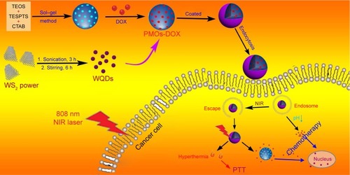 Figure 1 Schematic illustration of the preparation process of the PMOs-DOX@WQDs drug delivery system and synergistic chemo-photothermal therapy.