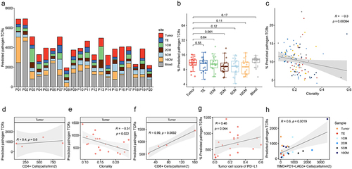 Figure 4. The predicted pathogen associated TCRs in tumor, tumor edge, 1 cm, 2 cm, 5 cm, and 10 cm adjacent normal tissues of early NSCLC patients. a: Percentage of predicted pathogen TCRs across all regions for n = 20 patients. b: Median percentage of predicted pathogen TCRs across all regions for n = 20 patients. c: Regional clonality values were plotted against median proportion of predicted pathogen TCRs for all tissues. The solid line represents correlation between clonality and predicted pathogen TCRs. Thin dotted lines represent the 95% confidence interval. d: Predicted pathogen TCRs (absolute count) versus CD4+ cell density (cells/mm2) for tumor tissue. Pearson’s coefficient was used to analyze the association between the number of predicted pathogen specific TCRs and CD4+ cell density in tumor tissue for n = 4 patients. e: Predicted pathogen TCRs (absolute count) versus clonality for tumor tissue. Pearson’s coefficient was used to analyze the association between the number of predicted pathogen- TCRs and clonality in tumor tissue for n = 20 patients. f: Predicted pathogen TCRs (absolute count) versus CD8+ cell density (cells/mm2) for tumor tissue. Pearson’s coefficient was used to analyze the association between the number of predicted pathogen specific TCRs and CD8+ cell density in tumor tissue for n = 4 patients. g: PD-L1 score versus predicted pathogen-specific TCRs. Pearson’s coefficient was used to analyze the association between PD-L1 score and predicted pathogen-specific TCRs in tumor tissue for n = 20 patients. h: The density of TIM3+PD1+LAG3+ cells versus predicted pathogen-specific TCRs. Pearson’s coefficient was used to analyze the association between TIM3+PD1+LAG3+ cell infiltration and predicted pathogen specific TCRs across all tissues for n = 4 patients.