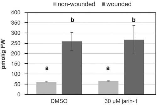 Figure 3. Application of jarin-1 did not affect wound-induced accumulation of JA-Ile in tomato leaf disks. Leaf disks of 6-week-old S. lycopersicum plants were placed on solutions containing DMSO (mock) or 30 µM jarin-1. After one hour, half of the disks were wounded using forceps and harvested one hour later. JA-Ile levels were determined according to Balcke et al.Citation16. Bars represent mean ± SD (n=3). Different letters indicate statistically significant differences according to ANOVA with Tukey’s HSD test (p<0.01).