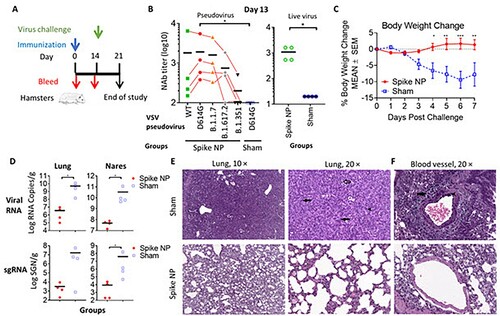 Figure 4. Vaccine protection efficacy against virus challenge in hamsters. (A) Schematic of the immunization and virus challenge protocol. Syrian golden hamsters (2F/2M) were immunized with 100 µg spike NP (REVC-128) or sham with Sigma Adjuvant System via intramuscular injection route, and challenged with 1.99 × 104 TCID50 of SARS-CoV-2 virus (USA-WA1/2020, NR-53780, BEI Resources) by the intranasal route at day 14 post immunization. (B) The neutralizing activity of sera collected at day 13 post immunization against VSV pseudotyped viruses (left) containing SARS-CoV-2 spike with sequence of WT (Wuhan strain), D614G mutation, B.1.1.7 (Alpha strain), B.1.617.2 (Delta strain), or B.1.351 (Beta strain). Results of each serum collected from spike NP immunized animal were connected with lines to compare serum neutralizing activity against these SARS-CoV-2 variants. The same sera were also assessed for neutralization against authentic virus (SARS-CoV-2 WA1/2020 strain) by PRNT (right). Statistical analysis of serum neutralizing D614G pseudovirus between spike NP and mock immunized animals was performed with Mann-Whitney test (* p<0.05). (C) Median percent weight change after challenge. Statistical analysis for body weight change was performed for comparison between spike NP and mock immunized animals by two-way ANOVA test, * p<0.05, ** p<0.01, *** p<0.001. (D) Tissue viral loads on 7 dpi. Viral loads of lung (left) and nares (right) were measured by RT-PCR and quantitated as total viral RNA copies per gram tissue (upper) and subgenomic N RNA copies per gram tissue (bottom). Limitation of quantification is 200 copies/g. Black bars reflect mean responses. Statistical analysis was performed with Mann-Whitney test (* p<0.05). SGN=Subgenomic N RNA copies. (E, F) Representative images of histopathology for lungs (E) and blood vessels (F) of sham control (upper) and spike NP (bottom) immunized animals. In a higher magnification of (E) on right (20 ×), black arrows indicate bronchiolo-alveolar hyperplasia characterized by hyperplastic epithelial cells extending from bronchioles and lining alveoli. Black arrowhead indicates hyperplastic cells with enlarged nuclei. Open arrow indicates mixed cell inflammation observed in alveolar lumen. In (F), black arrow indicates expansion of surrounding vascular tissue by edema (increased clear space and a pale basophilic material) and mononuclear cells. Black arrowhead indicates mononuclear inflammatory cells expanding the vessel wall (tunica media and intima).