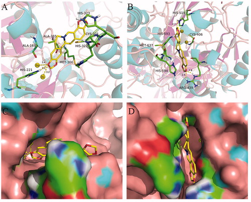 Figure 9. Interactions between coptisine (Cop) and HPU (A) and JBU (B) in molecular docking simulations. Ni2+ ions are represented by small yellow spheres. Surface representation of the active site flap of HPU (C) and JBU (D) in the presence of coptisine (colours represent atoms; carbon is yellow, nitrogen is blue, oxygen is red, hydrogen is grey, sulphur is orange. Yellow dashes represent hydrogen bonds between the receptor and ligand).