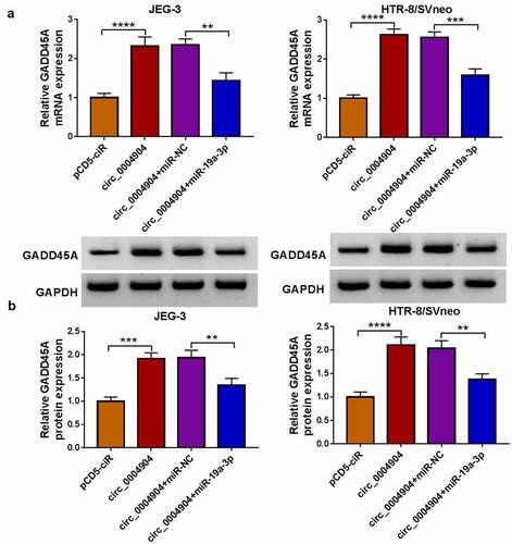 Figure 7. GADD45A was upregulated by circ_0004904/mir-19a-3p axis. (a-b) GADD45A mRNA and protein levels were measured by RT-qPCR and western blot in pCD5-ciR, circ_0004904, circ_0004904+mir-NC or circ_0004904+mir-19a-3p transfection group. Experiments were repeated for three times with three parallels. **P <0.01, ***P <0.001, ****P <0.0001.