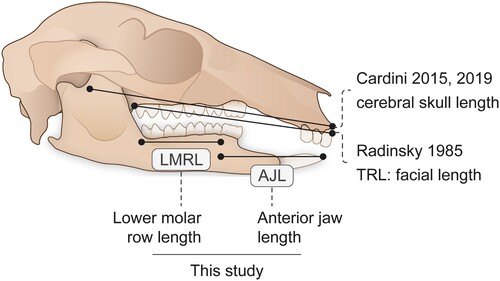 FIGURE 1. Kangaroo skull and lower jaw showing the estimates of facial length used by other authors and the linear measurements used in the investigation of face length scaling in this contribution. LMRL + AJL = our measure of facial length, TRL. Based on the extant short-eared rock wallaby, Petrogale brachyotis. Figure by www.sciencegraphicdesign.com.