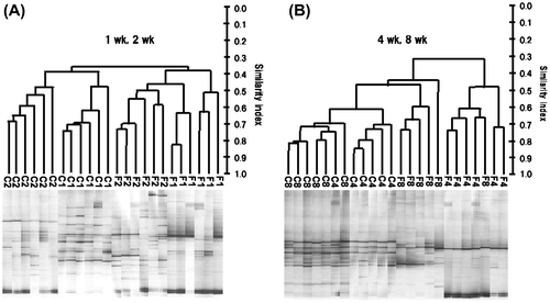 Fig. 1. PCR-DGGE analysis of cecal microbiota based on 16S rRNA gene sequences in rats fed the control diet or a diet containing FOS at 60 g/kg diet for 1, 2, 4, or 8 wk (expt 1).Notes: (A) 1 and 2 wk, (B) 4 and 8 wk. Similarities among DGGE band profiles of cecal bacteria were calculated based on the position and intensity of bands, and the dendrogram of DGGE band profiles was constructed by the unweighted pair-group method with arithmetic mean (UPGMA) clustering method. Distances are measured in arbitrary units. C1–C8, samples from rats fed the control diet for 1, 2, 4, or 8 wk. F1–F8, samples from rats fed the FOS diet for 1, 2, 4, or 8 wk.