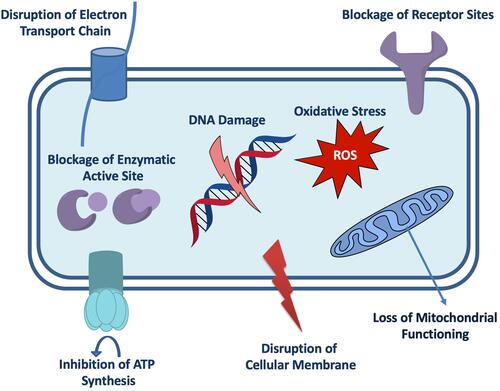 Figure 7 Possible antimicrobial mechanism of the plant-based SeNPs.