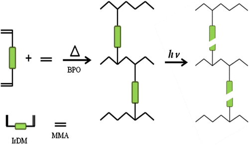 Scheme 3 Schematic representation of thermal copolymerization of IrDM and MMA and following photo-decomposition of copolymer.