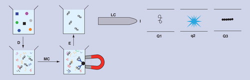 Figure 7. Stable isotope standards with capture by antipeptide antibodies: antigen capture and mass spectrometry combined.D: Enzymatic digestion of sample; E: Dissociation of peptides from antibodies; I: Ionization of peptides; LC: Liquid chromatography; MC: Magnetic capture of peptides bound to antibodies; Q1: Analyzer 1; q2: Collision cell; Q3: Analyzer 2.