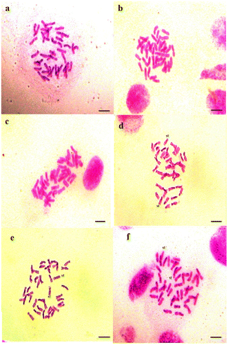 Figure 5. Micrographies of hexaploid metaphase plates (2n = 6x = 42) of Aegilops neglecta. (a–c) Cytotype 1; (d–f) Cytotype 2. st: satellite. Scale bar = 15 μm.
