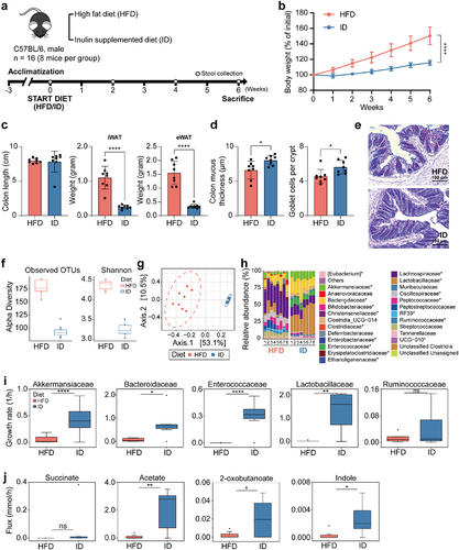 Figure 5. Effects of high-fat diet and high-fiber diet on gut microbiota composition in mice. (a) Schematic of dietary intervention and sample collection. (b) Weekly body weight measurements of mice fed high-fat diet and high-fiber diet (n = 8). (c) Length of colon and weight of iWAT, and eWAT at 6 weeks of diet intervention (n = 8). (d) Inner colonic mucus thickness and goblet cell count (per crypt) (n = 8) (Significance of *P < 0.05 and ****P < 0.0001 was determined by unpaired-t-test). (e) Representative of colonic section stained by Alcian Blue/Periodic Acid-Schiff. (f) Alpha diversity of microbiota from mice fed high-fat diet and high-fiber diet. (g) Principal coordinate analysis of gut microbiota composition based on Bray-Curtis dissimilarity in mice fed high-fat diet and high-fiber diet. (h) Bar plots of gut microbial family composition in mice fed with high-fat diet and high-fiber diet, respectively. *P < 0.05, significant difference between the two groups indicated by asterisk. (i) Growth rates of MD bacteria and probiotics from mice fed high-fat diet and high-fiber diet. The comparison was performed using a paired t-test. *P < 0.05, **P < 0.01, ****P < 0.0001. Outliers are represented with the black diamonds. (j) Metabolic fluxes from mice fed high-fat diet and high-fiber diet.