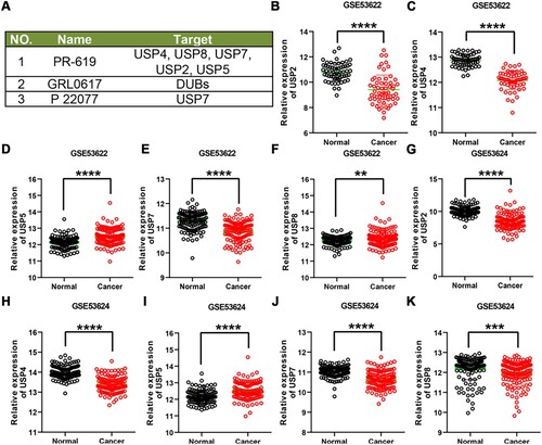 Figure 5. USP5 was overexpressed in ESCC tissues. (A) Information about inhibitors and its targets. (B-K) The expression levels of USP2, USP4, USP5, USP7 and USP8 in ESCC tissues were analyzed in GSE53622 and GSE53624 datasets. **, p < 0.01; ***, p < 0.001; ****, p < 0.0001.