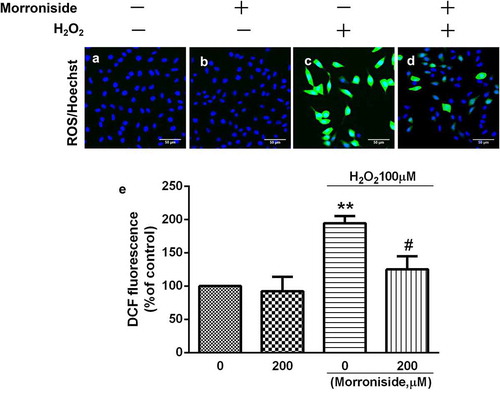 Figure 3. MR inhibits the elevation of intracellular ROS level induced by H2O2. (a) Control group; (b) OLN-93 cells incubated with 200 µM MR; (c) cells exposed to 100 µM H2O2; (d) cells pretreated with 200 µM MR for 24 h prior to induced by H2O2 (100 µM) for 12 h. Scale bar, 50 µm. Quantitative analysis is shown in E. *P< 0.01 vs. the control group and the 200 µM MR group, respectively; #P< 0.05 vs. the only H2O2 treatment group