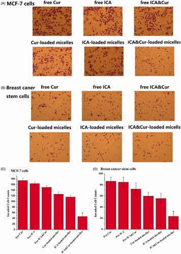 Figure 8. The influence of Bio-oHA-Hyd-FA on invasion ability of MCF-7 cells and BCSCs. (A, B) Images describe invaded MCF-7 cells and BCSCs on the undersurface of the transwell polycbonate membrane in different control groups. (C, D) The invasion numbers of corresponding A and B. (*indicates p < .05).