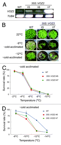 Figure 1. Overexpression of VOZ2 reduces freezing tolerance after cold acclimation. (A) Expression level of VOZ2 in WT and several VOZ2 overexpression lines were estimated by reverse transcriptase-PCR. β-tubulin 4 was used as an internal standard. (B) Representative images of WT and 35S::VOZ2 lines before freezing treatment (upper panel), after exposure to -6°C with non-cold-acclimated (middle panel) and to -12°C for 4 h with cold-acclimated (lower panel) plants. Images were taken after a recovery growth for 7d under normal growth conditions. (C) Survival rates of WT (♦), 35S::VOZ2 #5 (■) and 35S::VOZ2 #7 (•) plants were measured under non-cold-acclimated (C) and cold-acclimated (D) conditions. Data represent means ± SD (n = 1,000 per each line).